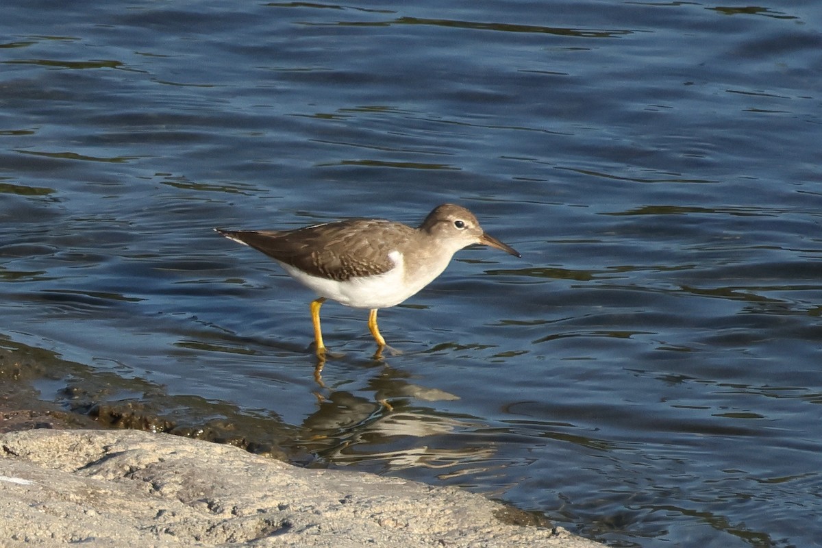 Spotted Sandpiper - ML642349049