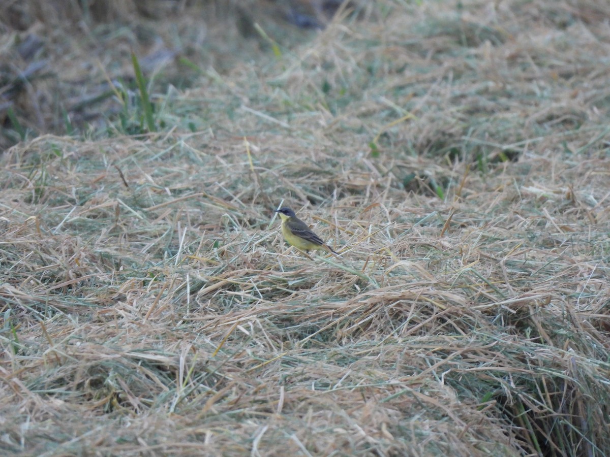 Western Yellow Wagtail (thunbergi) - ML642349050