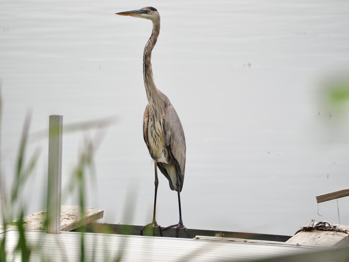 Great Blue Heron - ML642349053