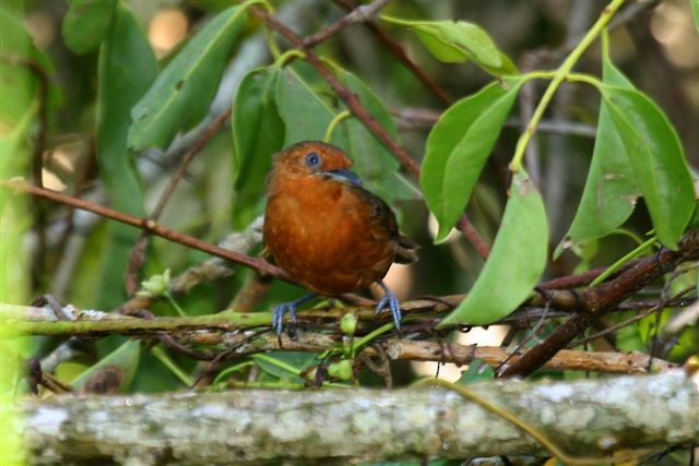 Blackish Antbird - ML642349058