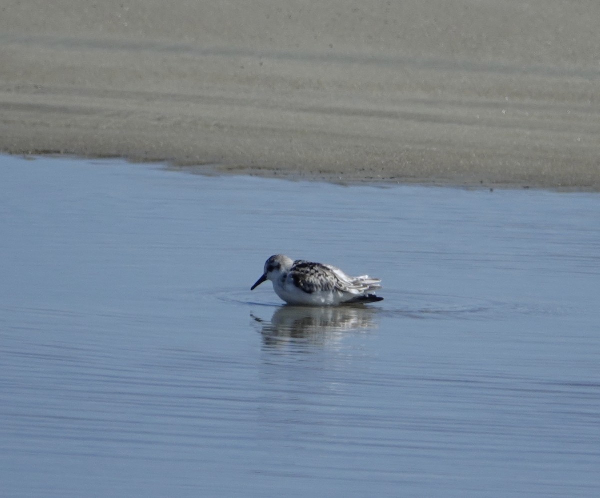 Sanderling - ML642349083