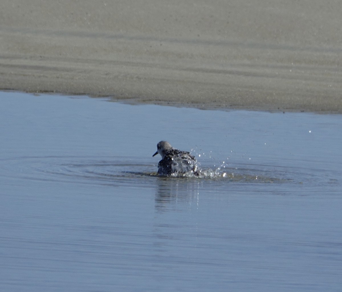 Sanderling - ML642349084