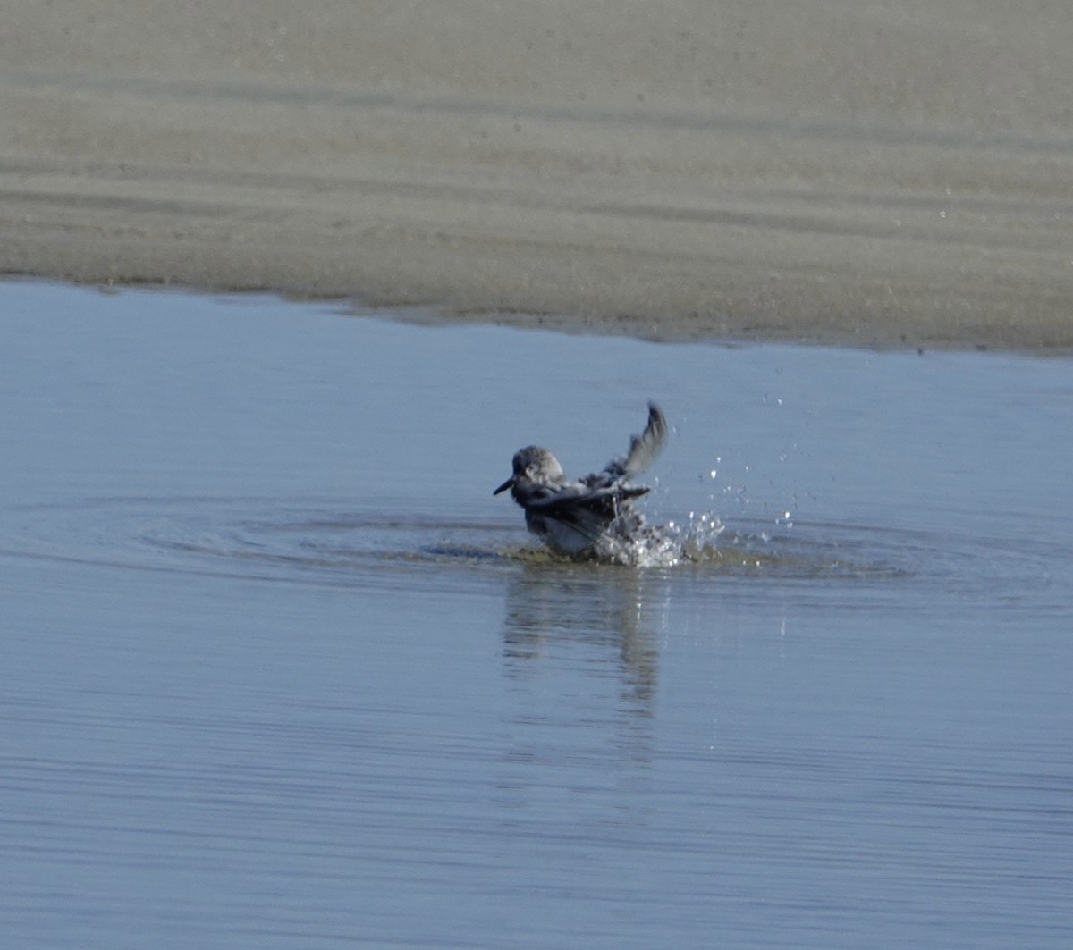 Sanderling - ML642349085