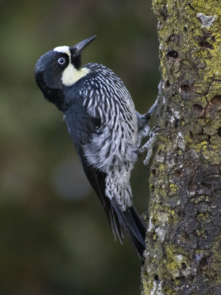Acorn Woodpecker - ML642349093