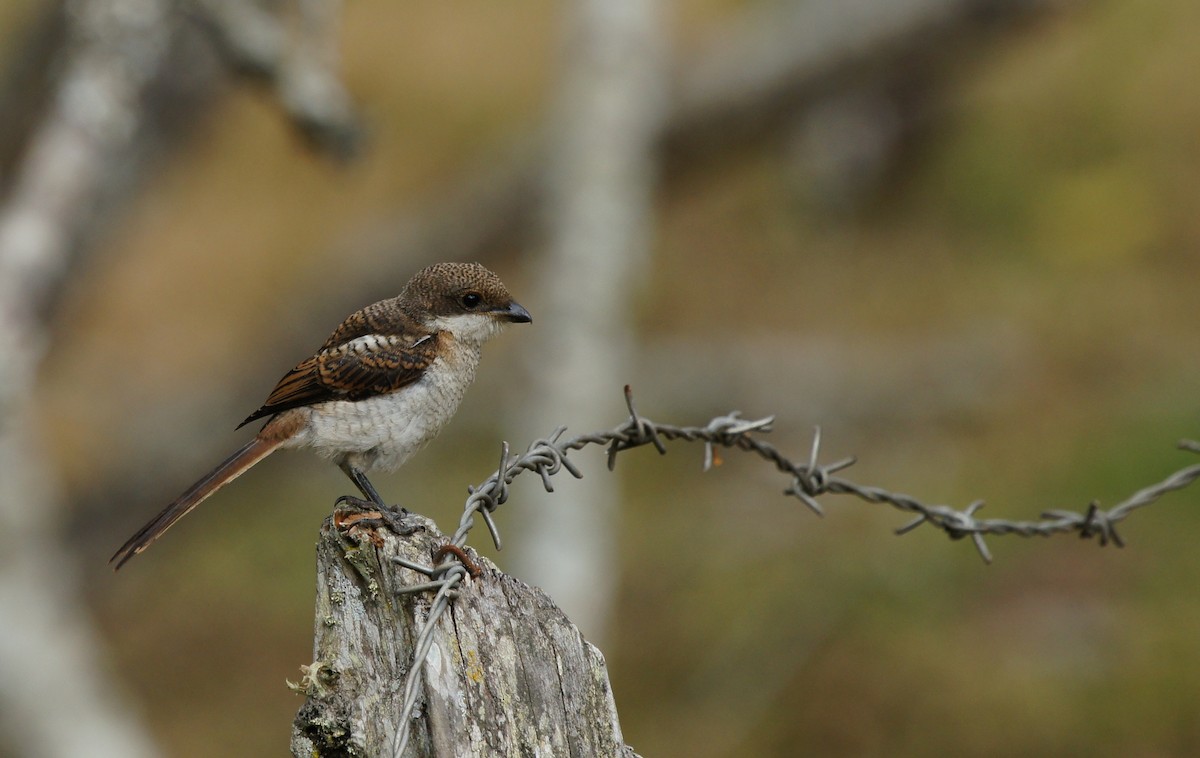 Northern Fiscal - ML642349108