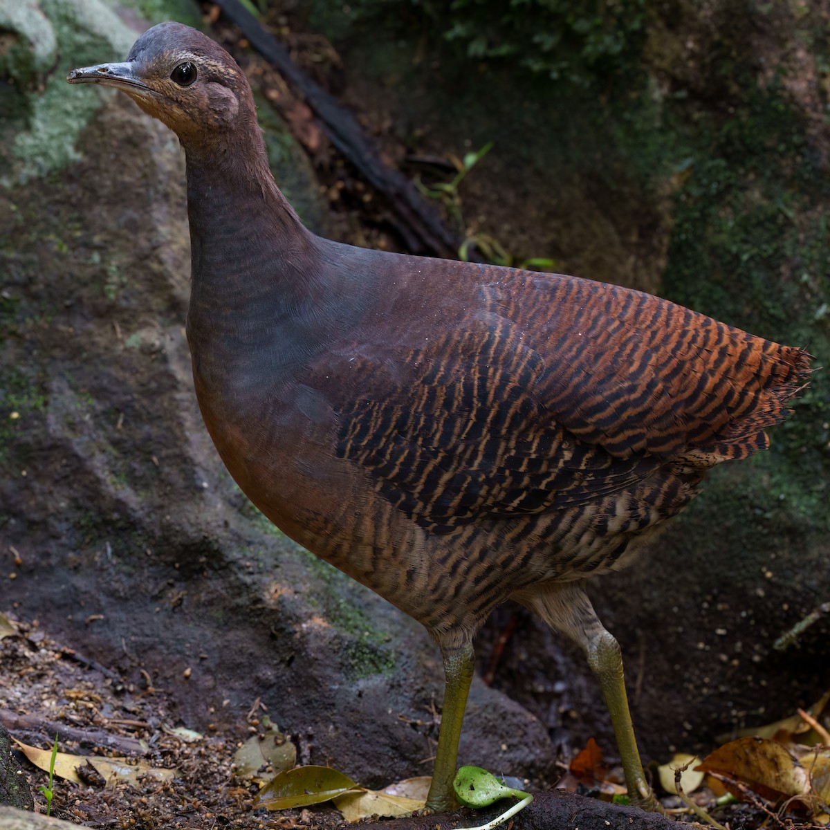 Yellow-legged Tinamou - ML642349109