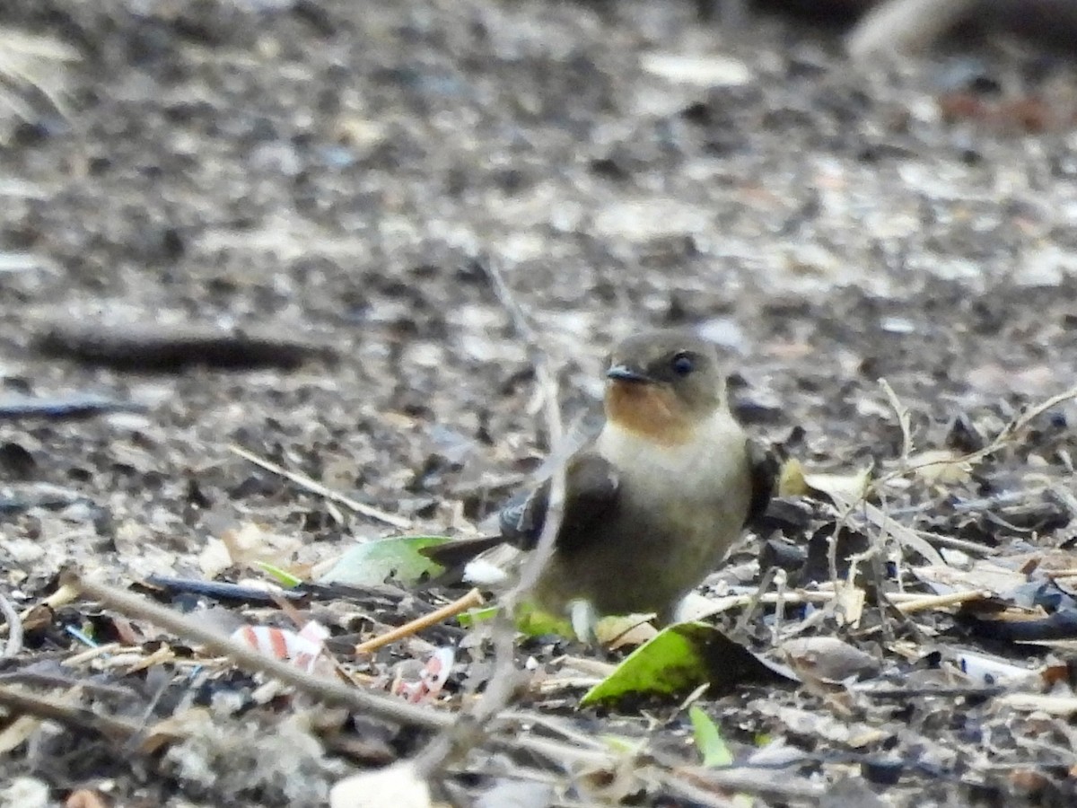 Southern Rough-winged Swallow - ML642349110