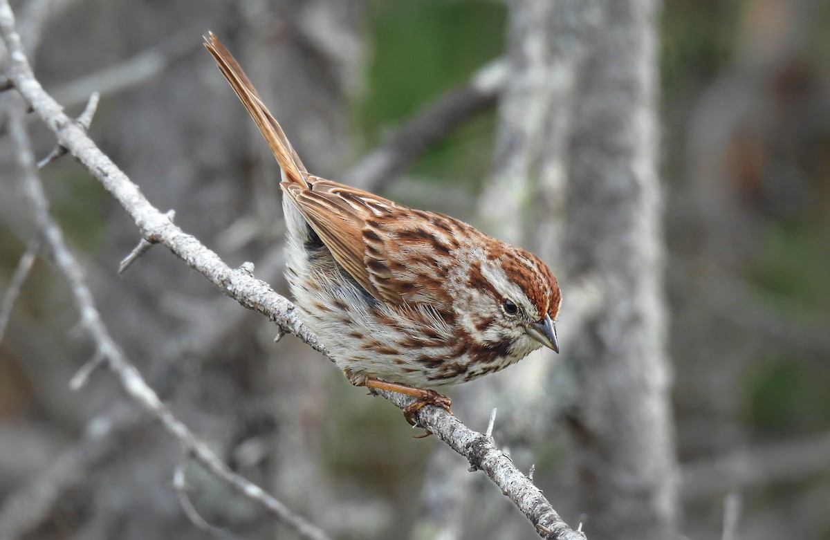 Song Sparrow - ML642349118