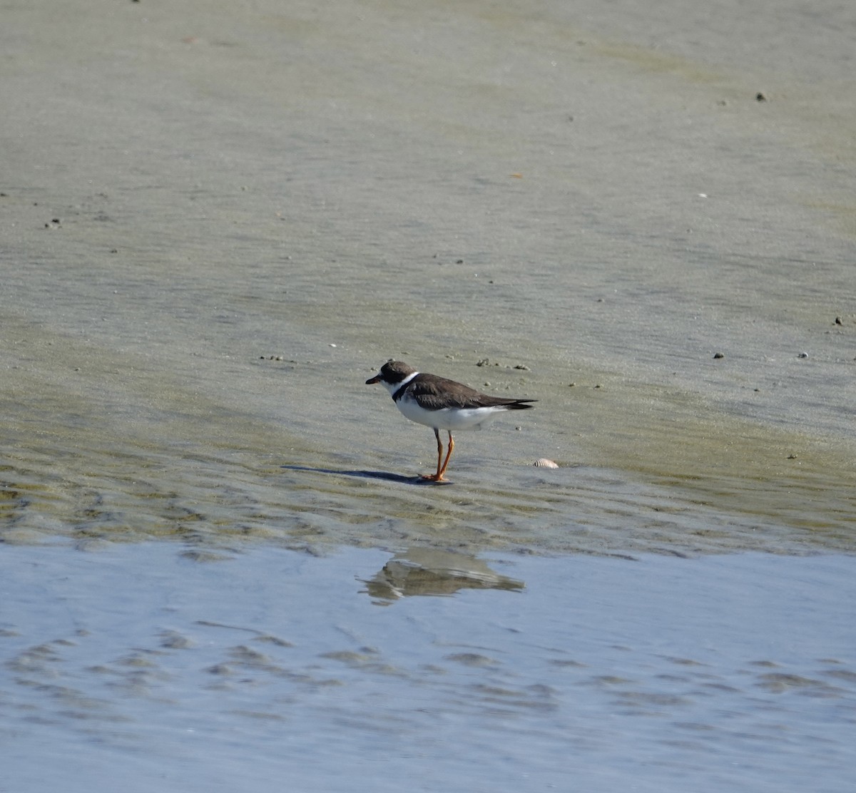Semipalmated Plover - ML642349127