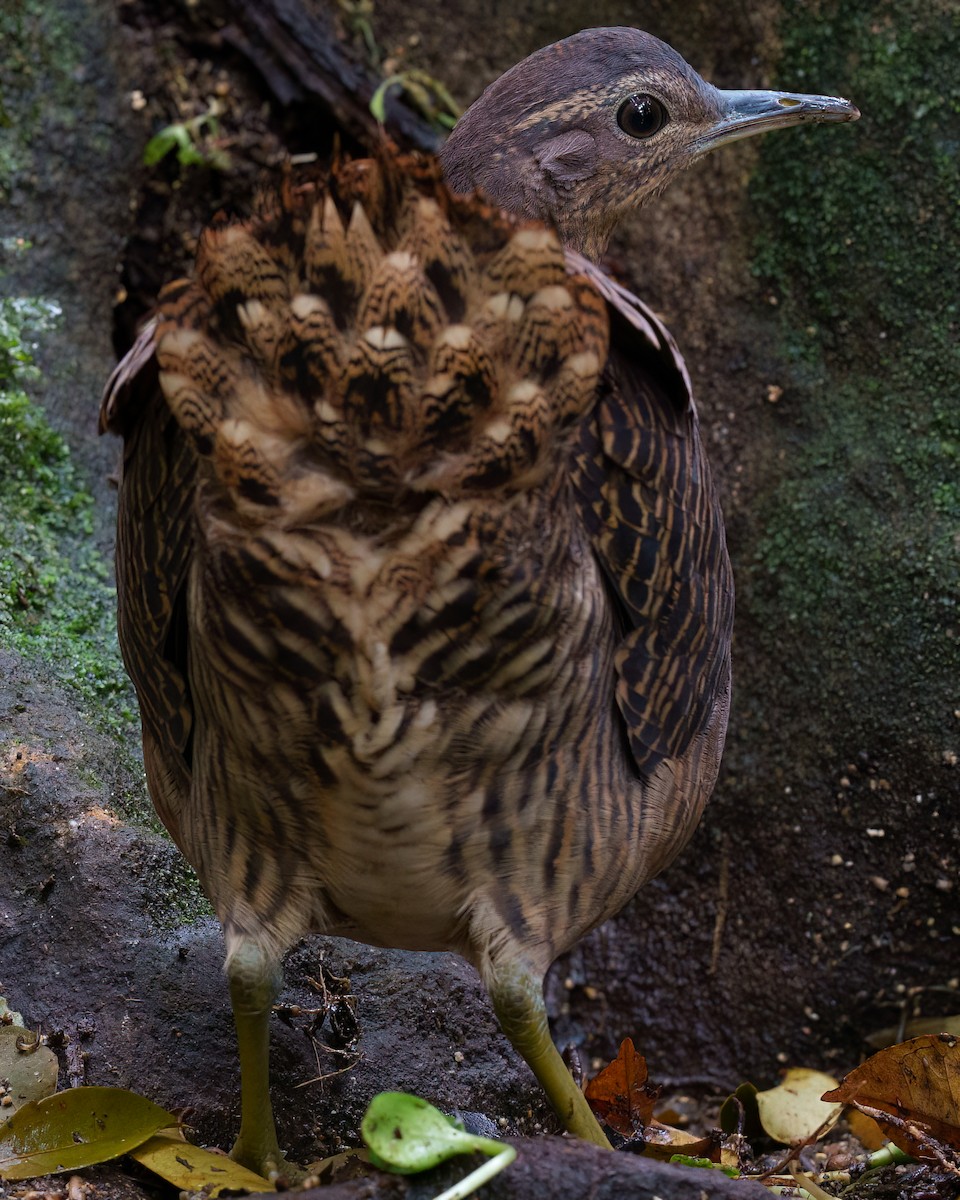 Yellow-legged Tinamou - ML642349134