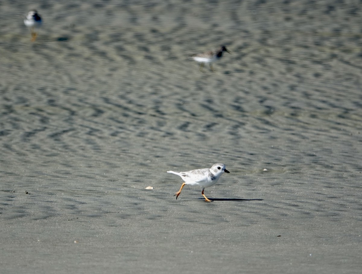 Piping Plover - ML642349137