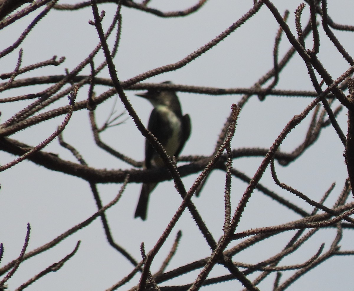 Olive-sided Flycatcher - ML642349138