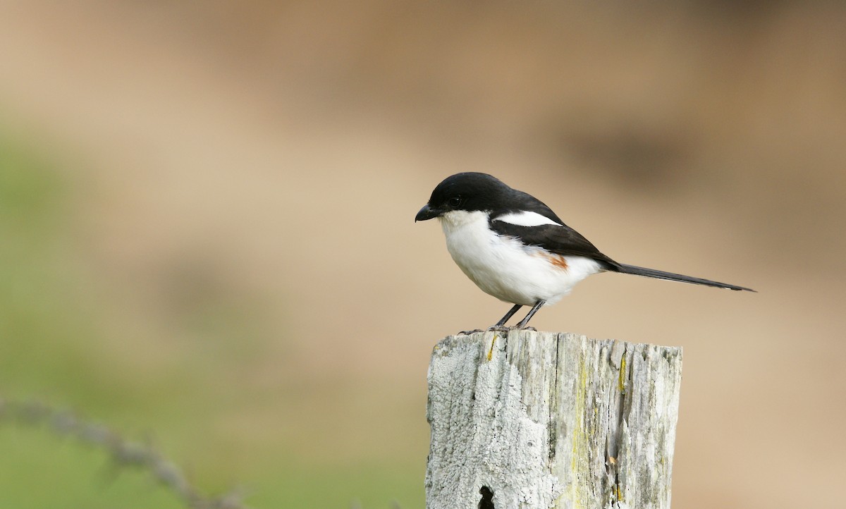 Northern Fiscal - ML642349139
