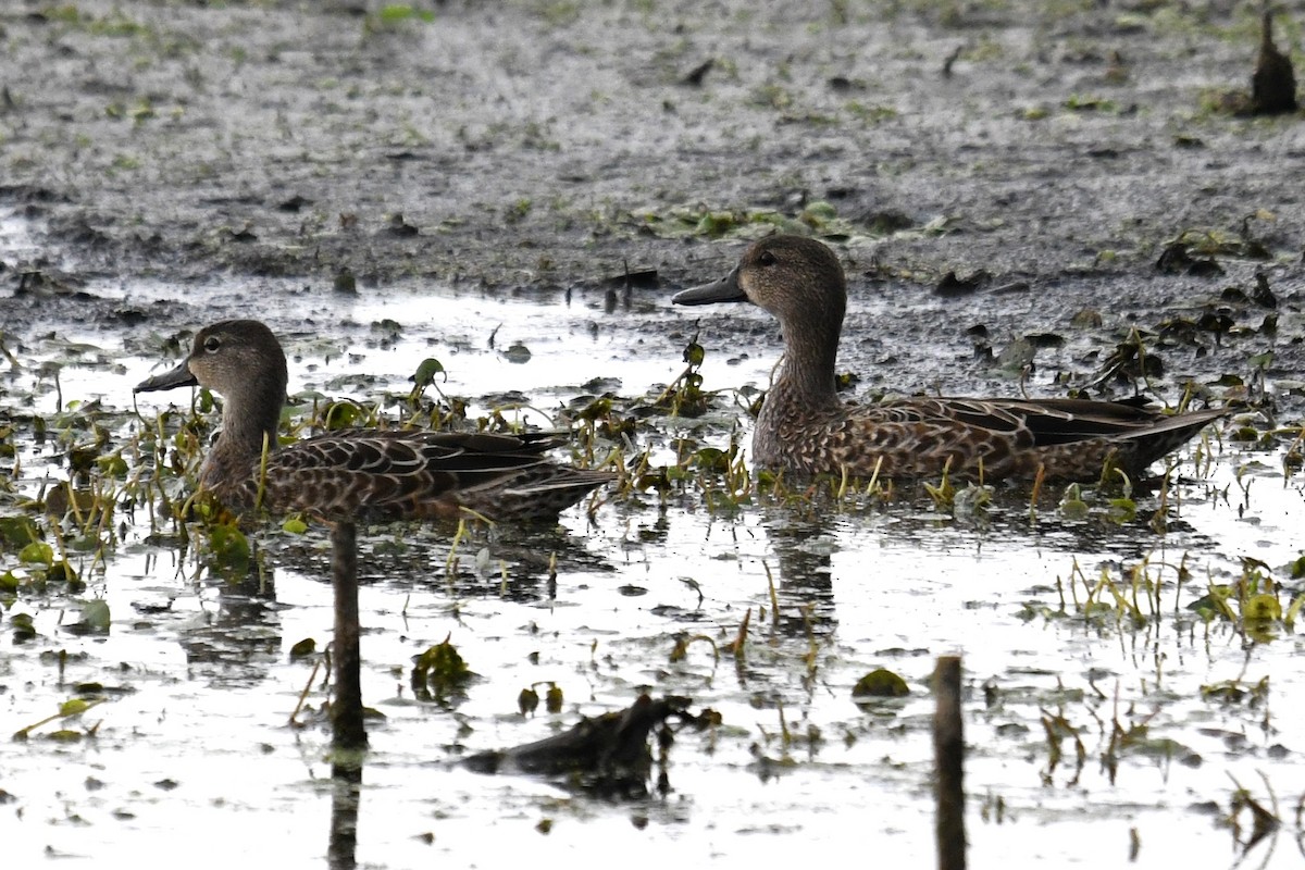 Blue-winged Teal - ML642349154