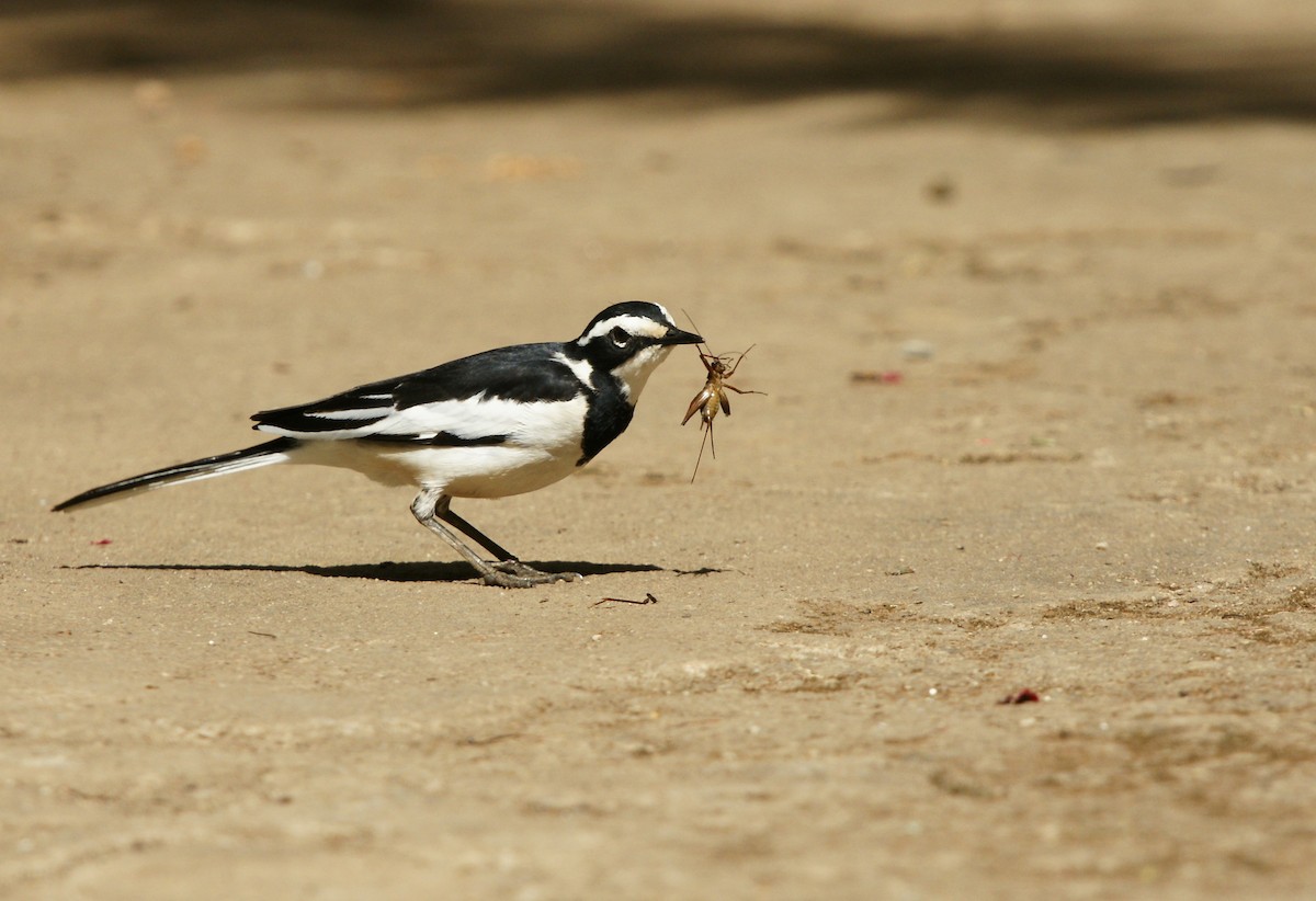 African Pied Wagtail - ML642349173