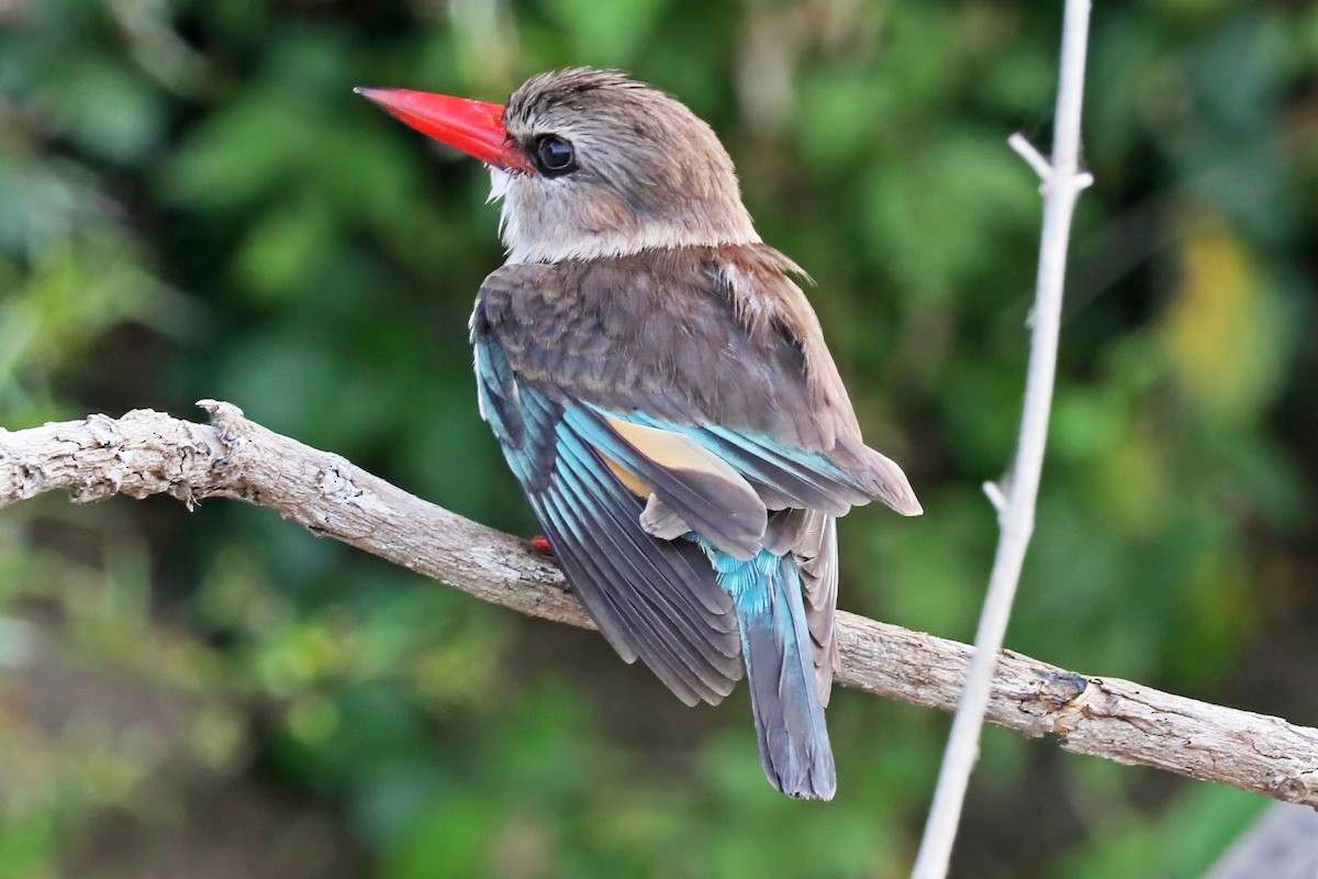 Brown-hooded Kingfisher - ML642349174