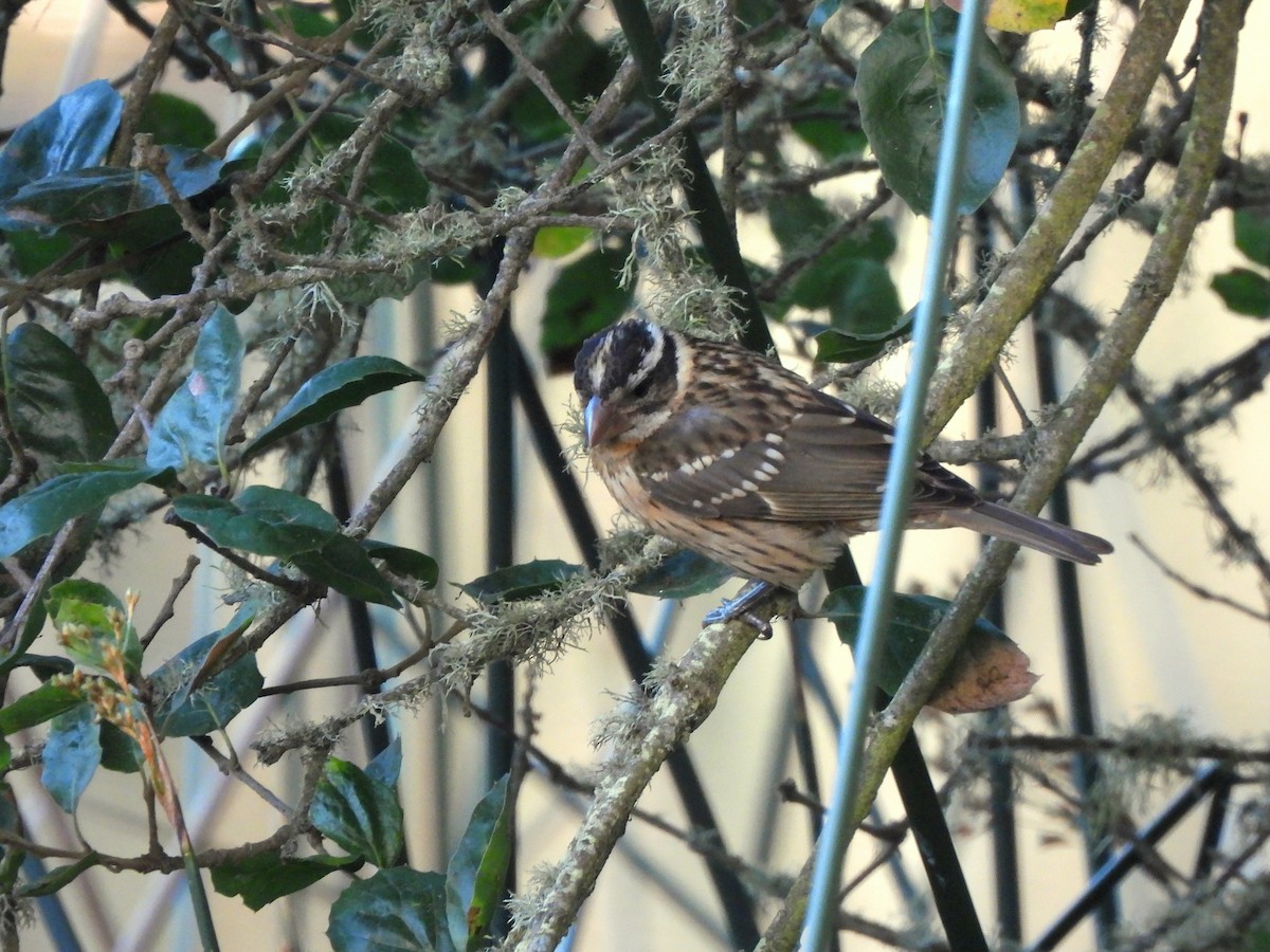 Black-headed Grosbeak - ML642349175