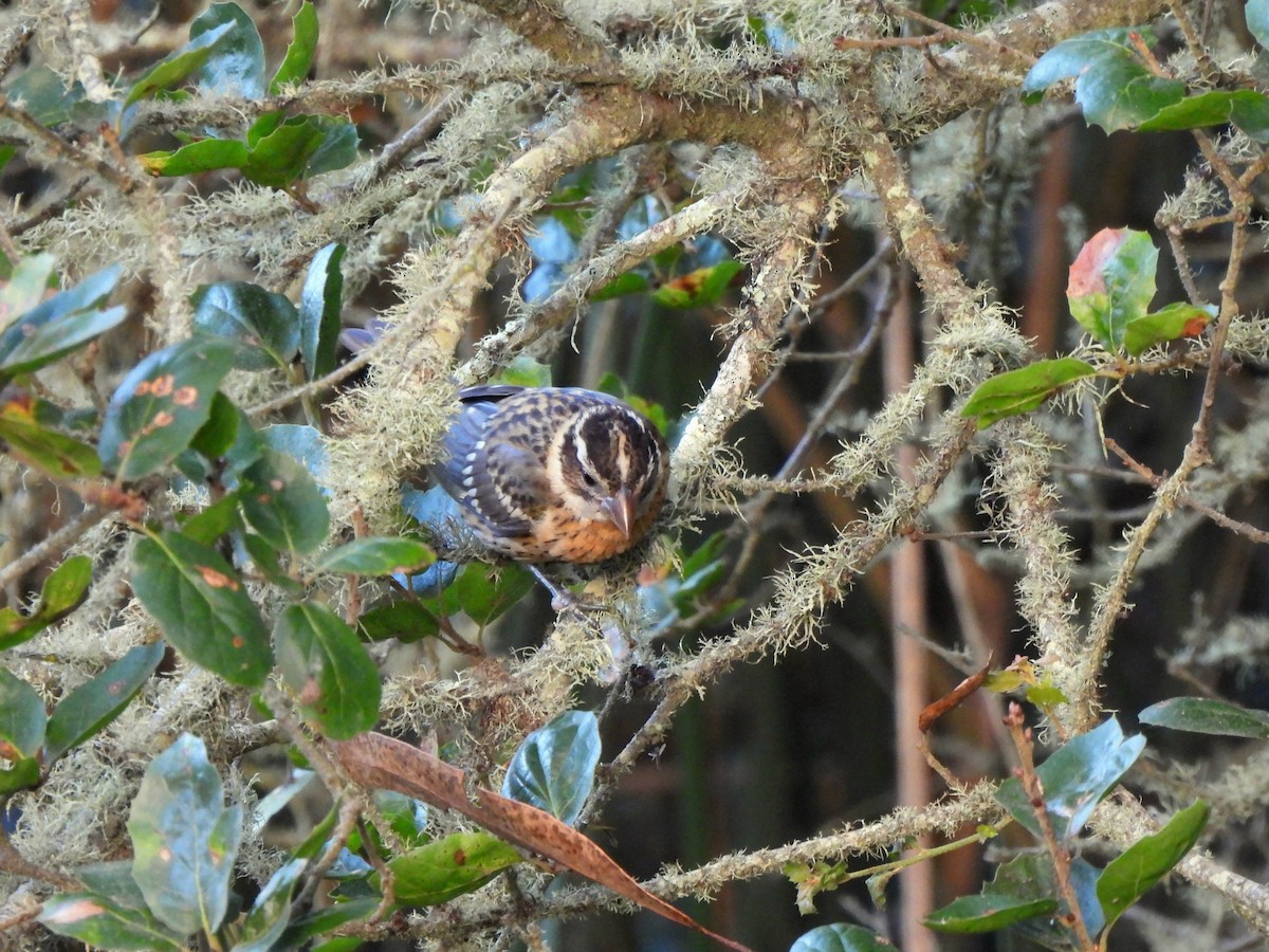 Black-headed Grosbeak - ML642349176