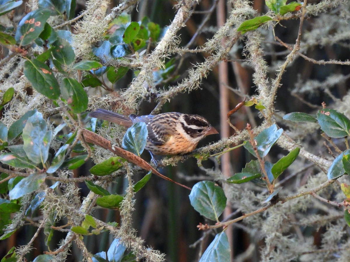 Black-headed Grosbeak - ML642349177