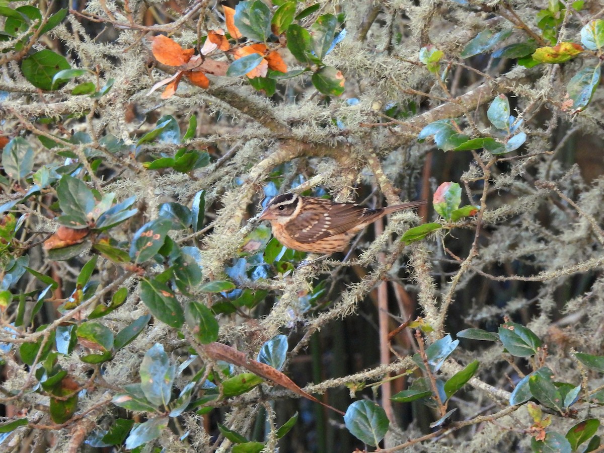Black-headed Grosbeak - ML642349179