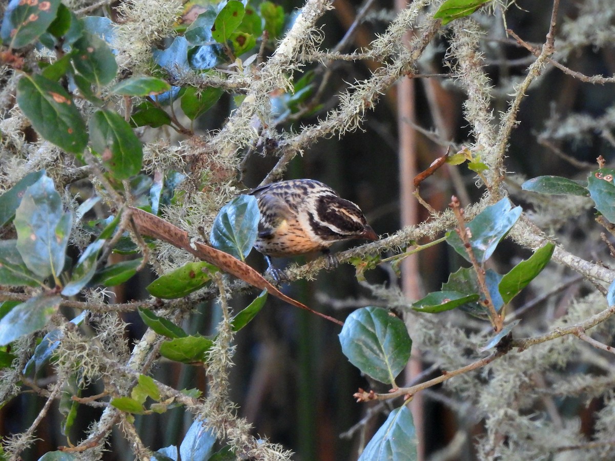 Black-headed Grosbeak - ML642349180