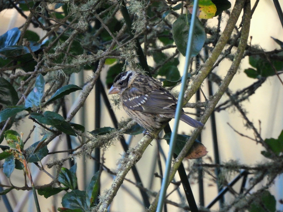 Black-headed Grosbeak - ML642349181