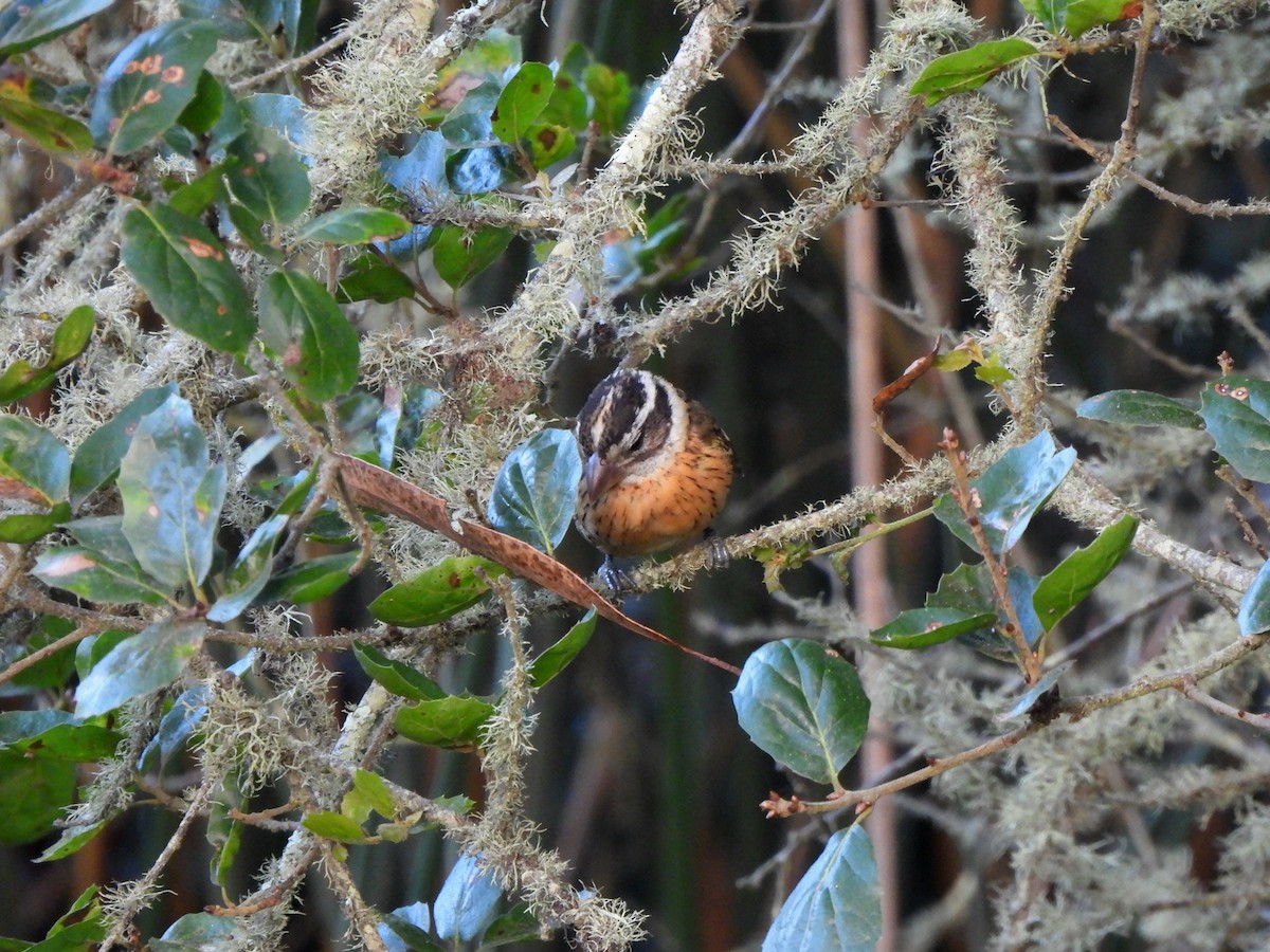 Black-headed Grosbeak - ML642349182