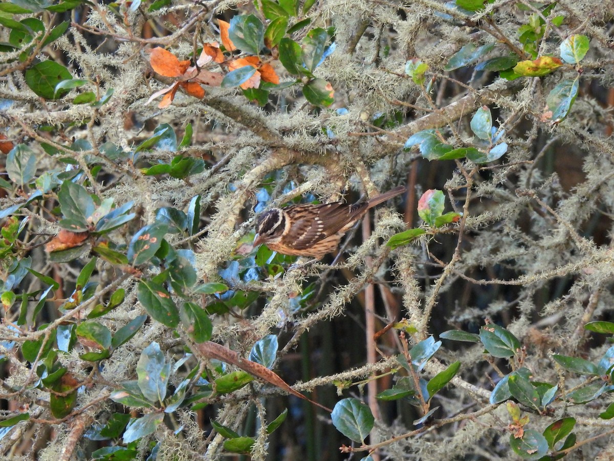 Black-headed Grosbeak - ML642349183