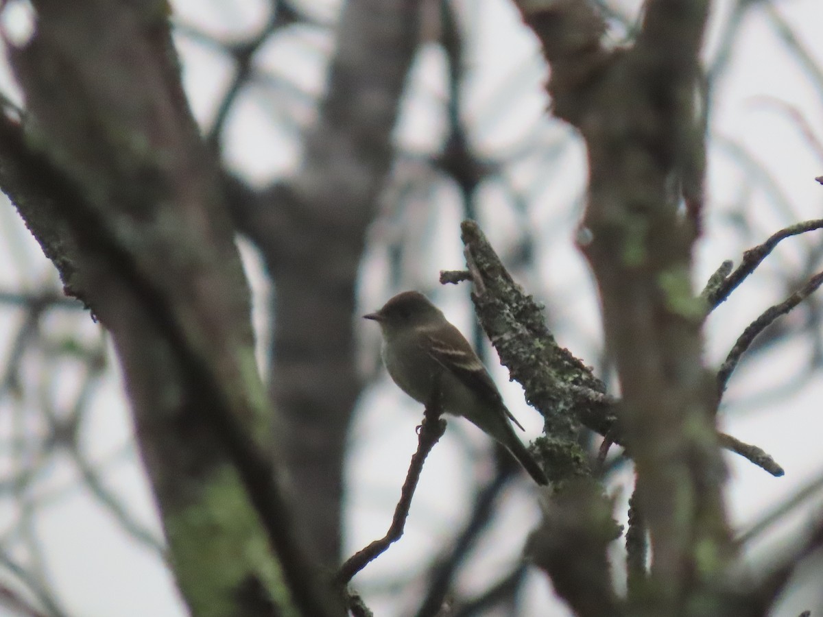 Eastern Wood-Pewee - ML642349185