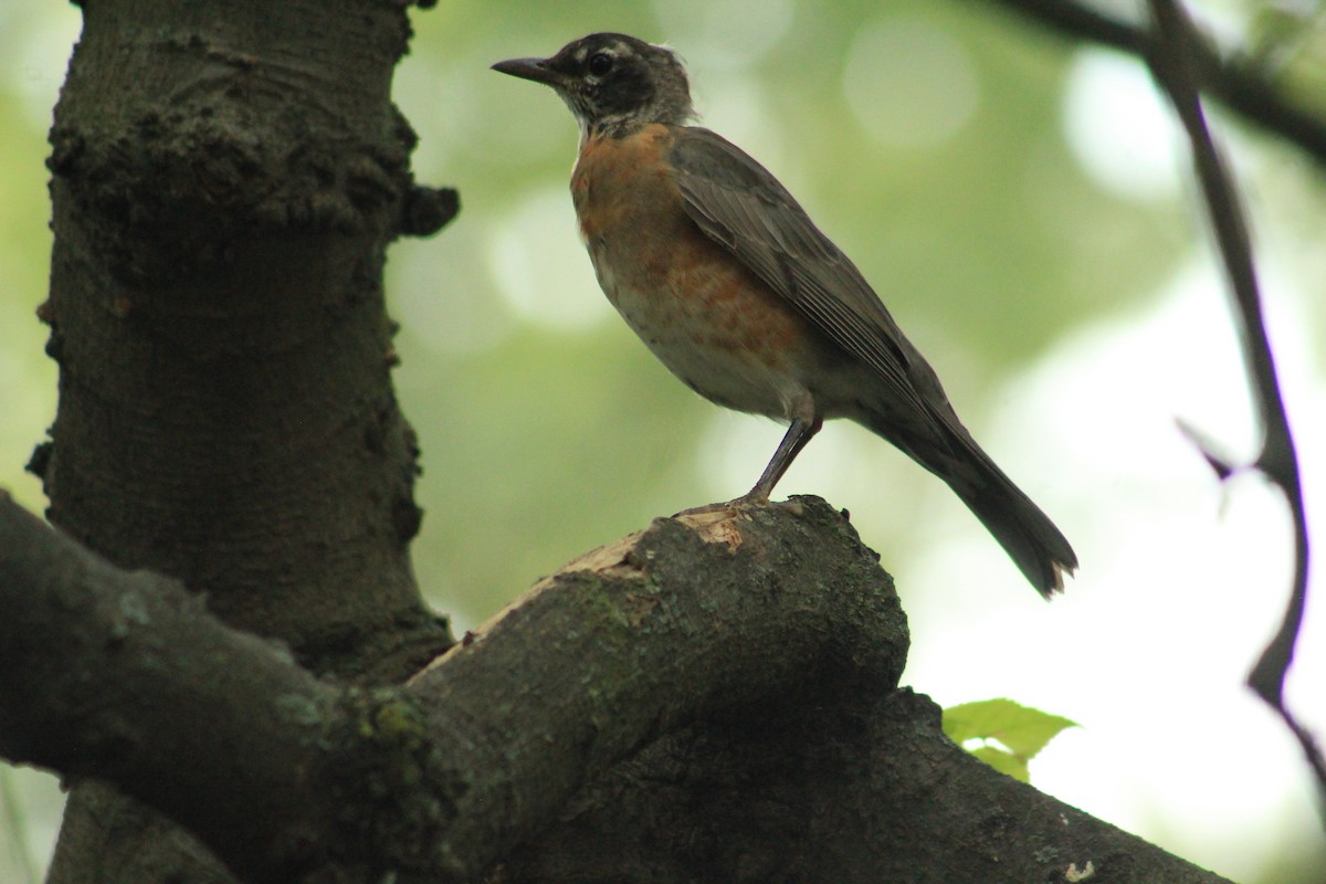 American Robin - ML642349198