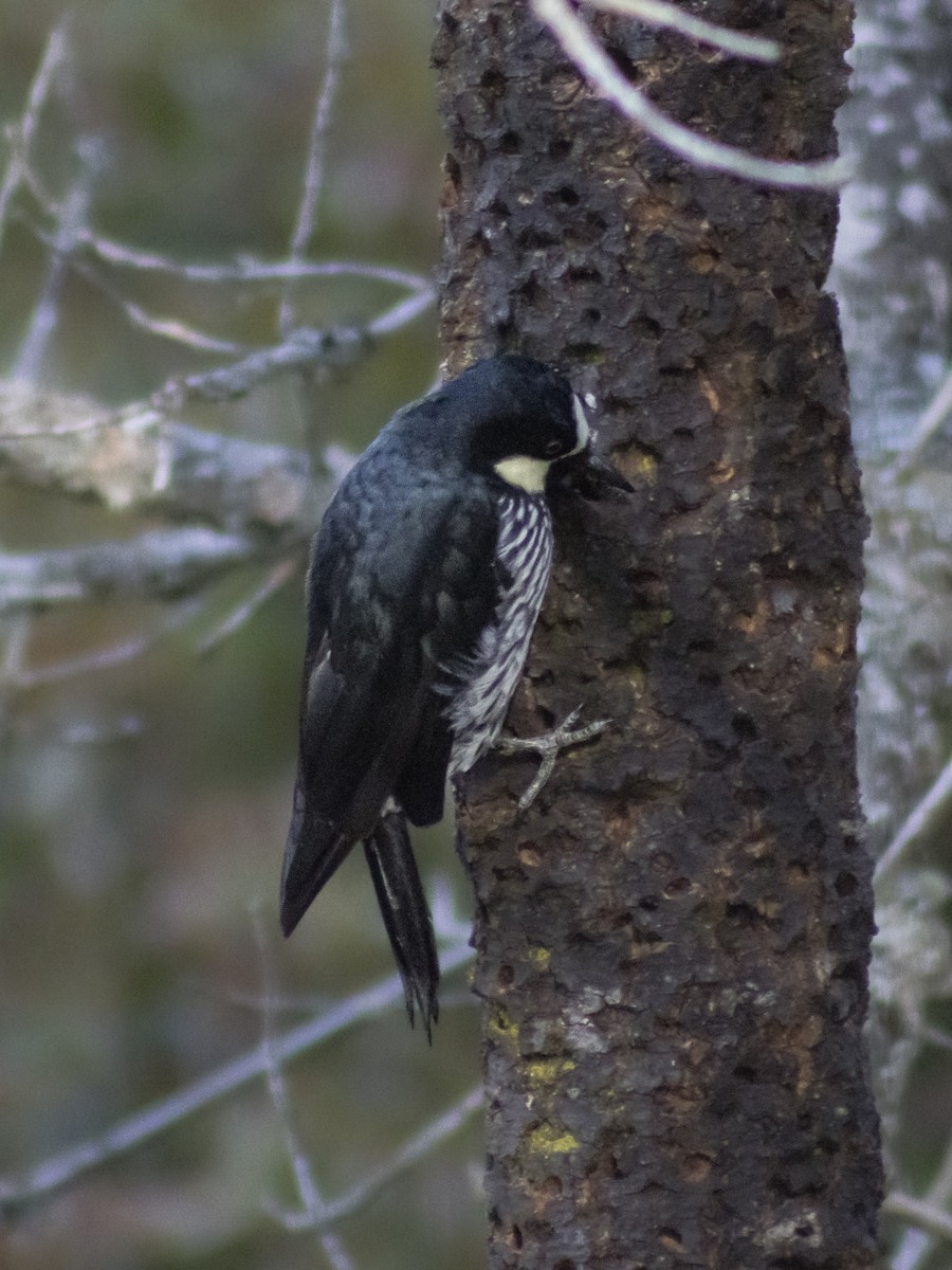 Acorn Woodpecker - ML642349212