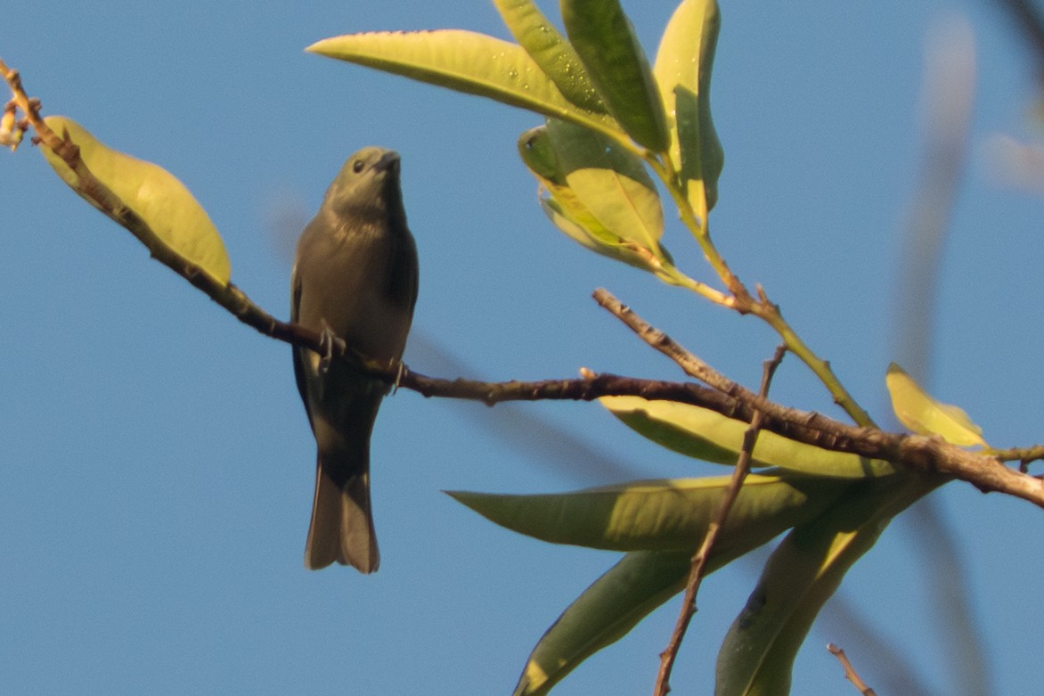 Palm Tanager - ML642349226