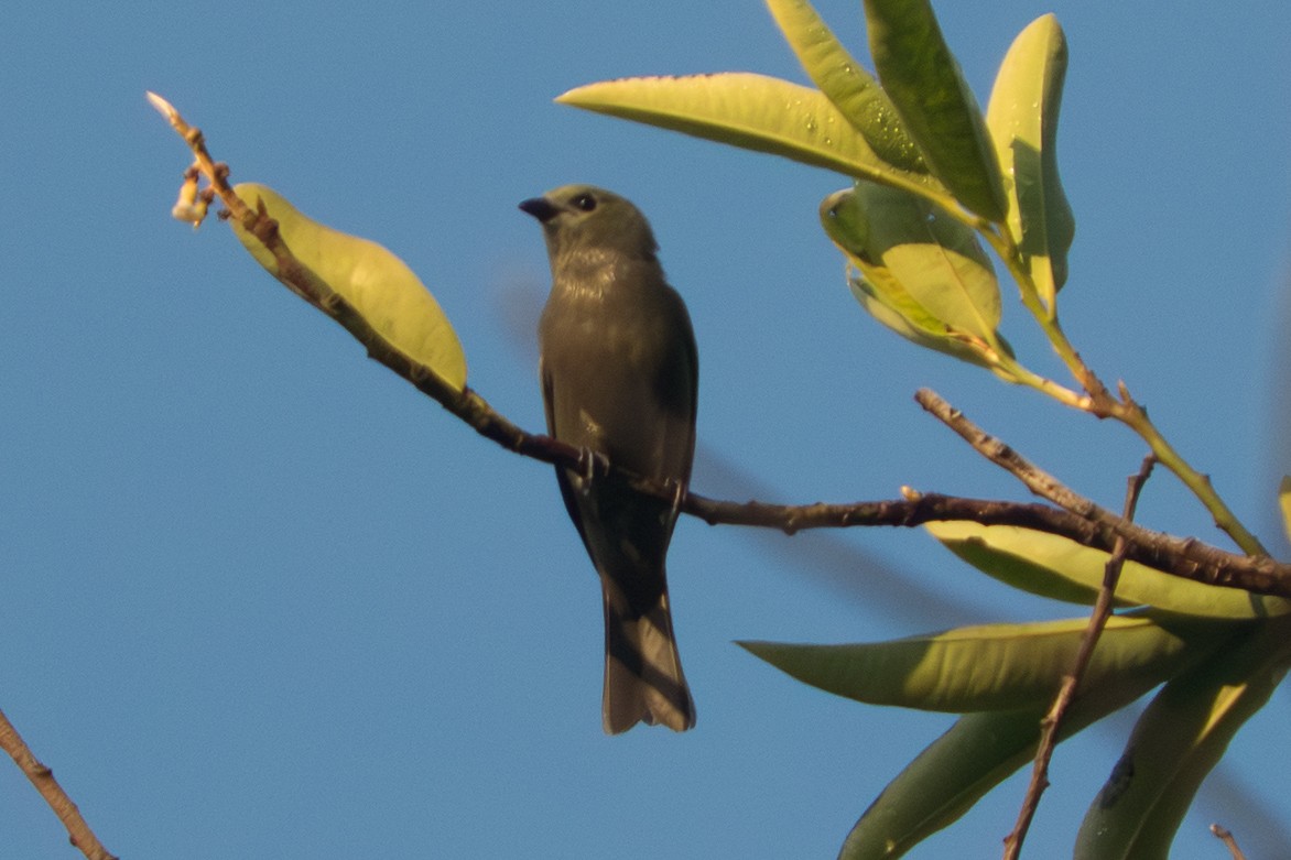 Palm Tanager - ML642349227