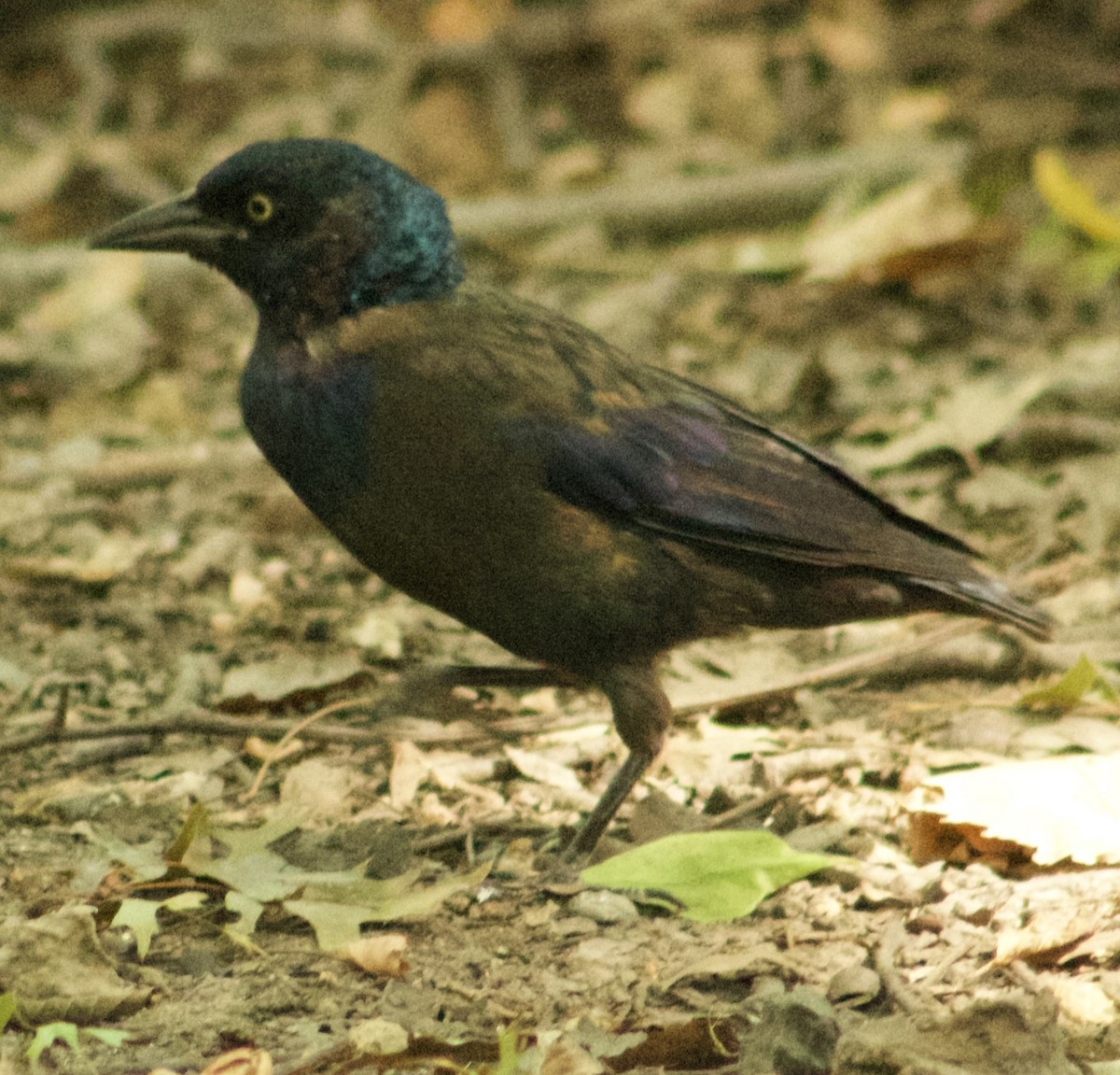 Common Grackle - ML642349253