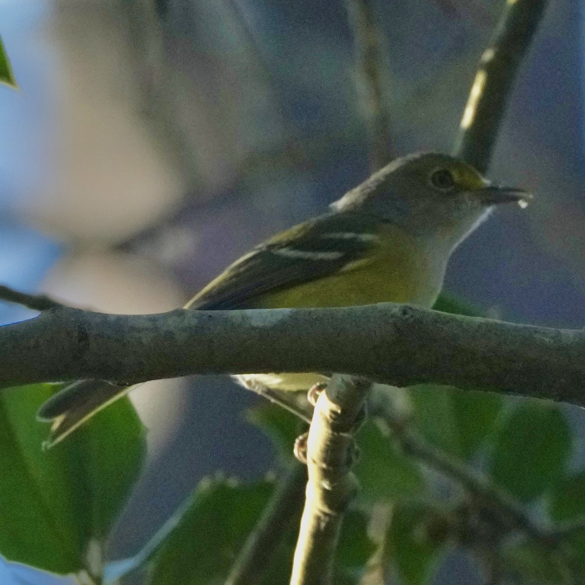White-eyed Vireo - ML642349258