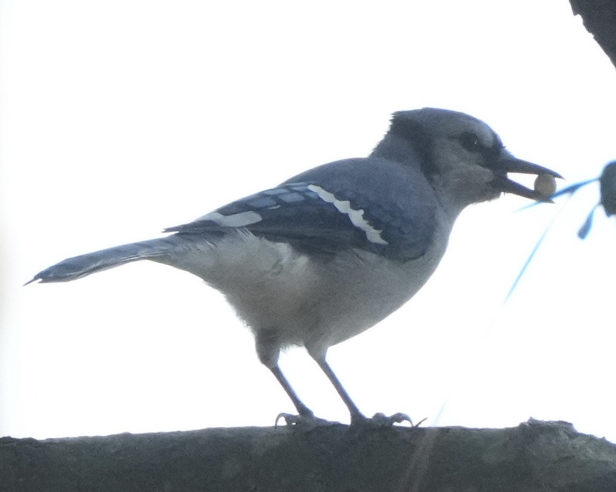 Blue Jay - ML642349260