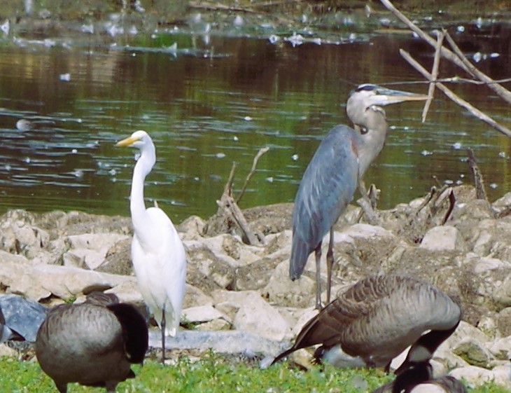 Great Blue Heron - ML642349270