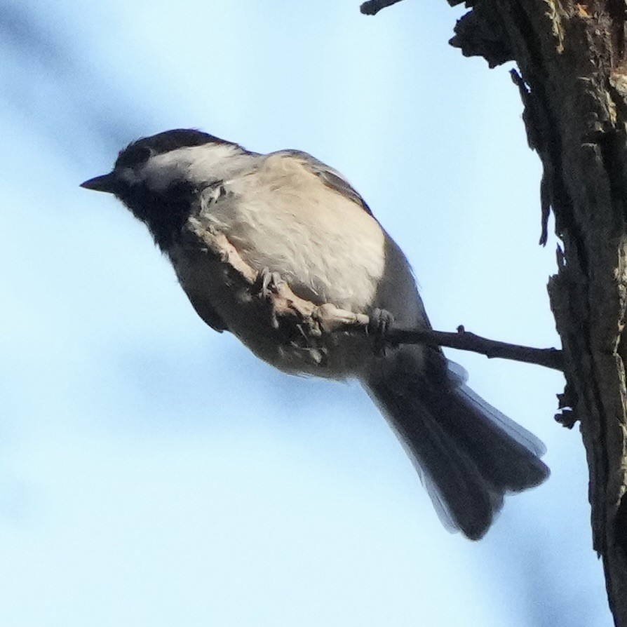 Carolina Chickadee - ML642349271