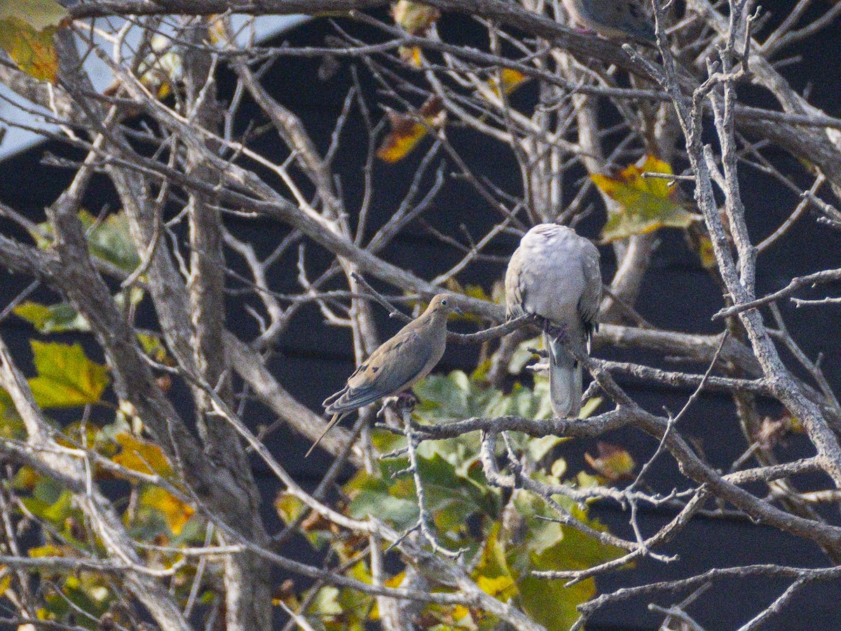 Mourning Dove - ML642349282