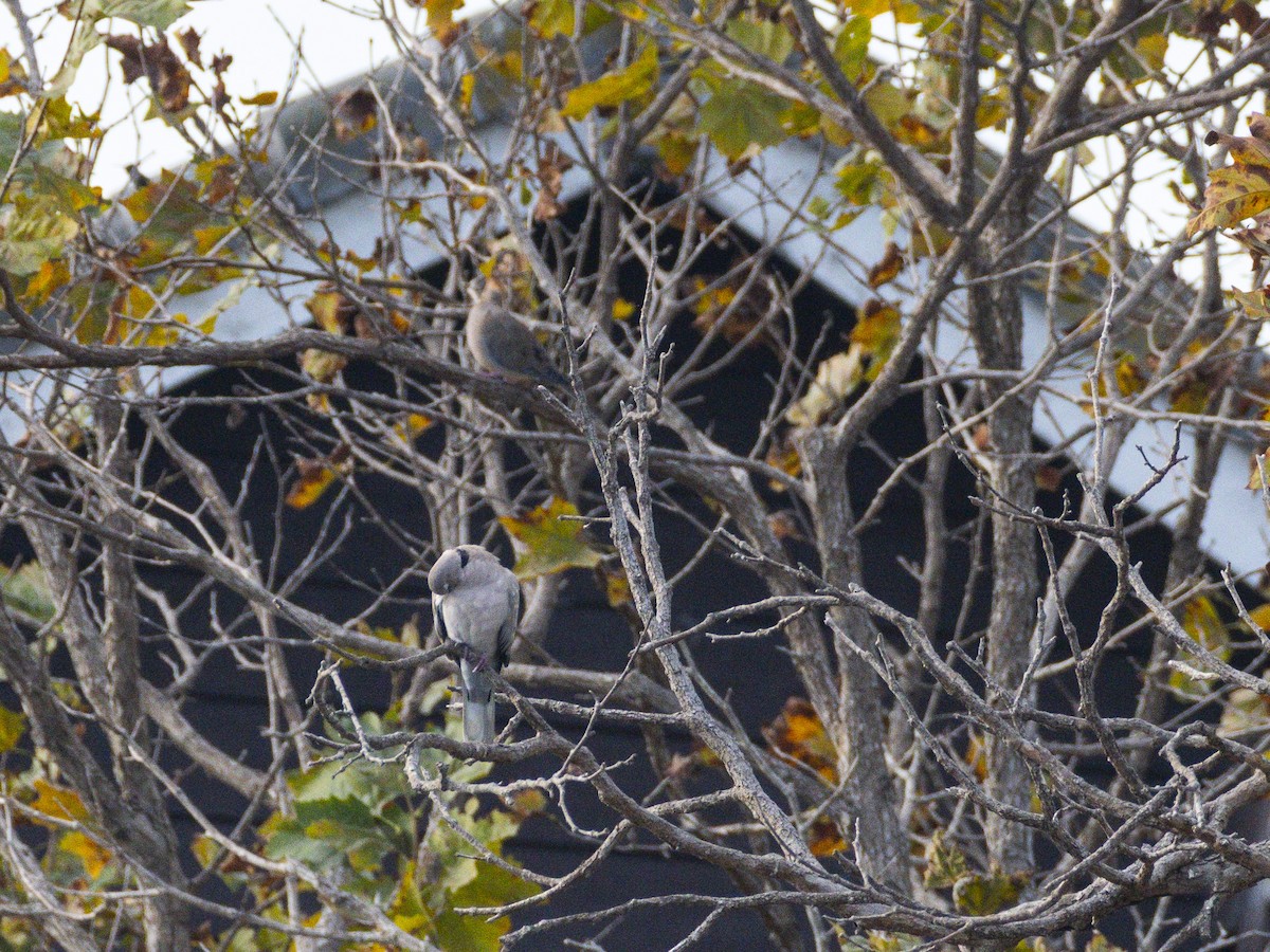 Mourning Dove - ML642349283