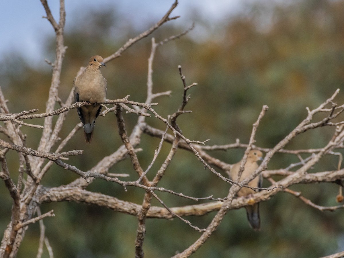 Mourning Dove - ML642349284