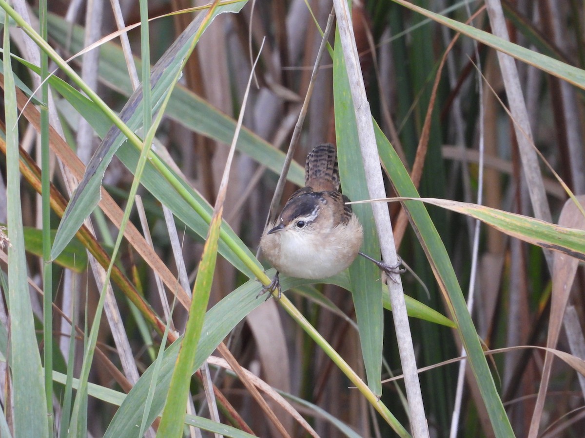 Marsh Wren - ML642349285