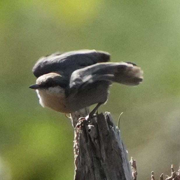 Brown-headed Nuthatch - ML642349286