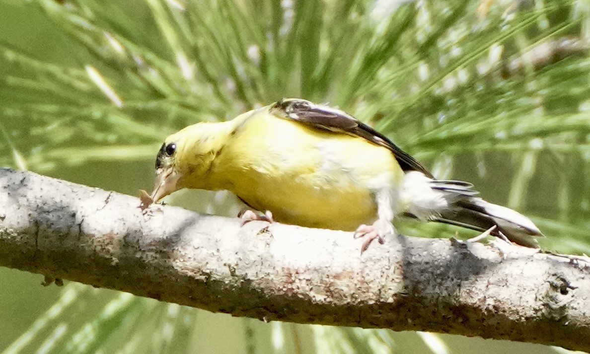 American Goldfinch - ML642349301
