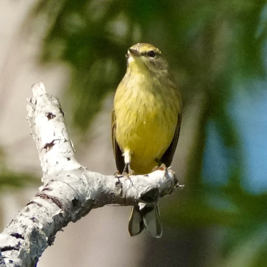 Palm Warbler - ML642349308