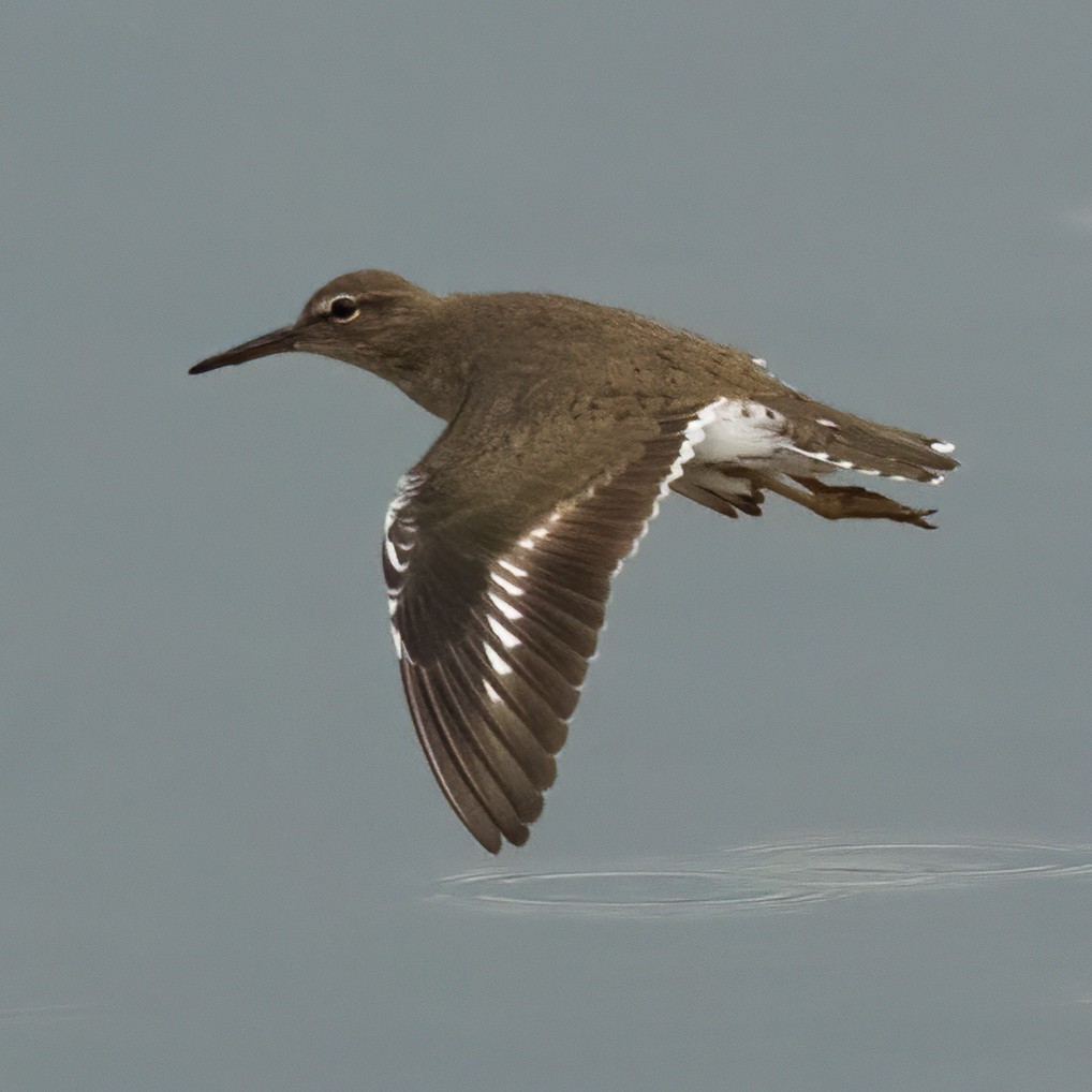 Spotted Sandpiper - ML642349318