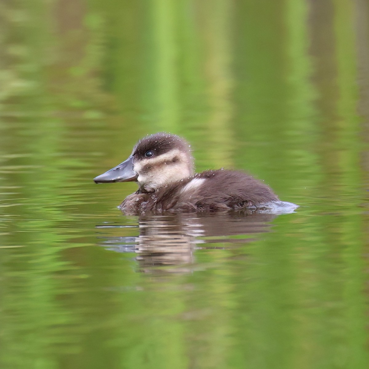Érismature rousse - ML642349319