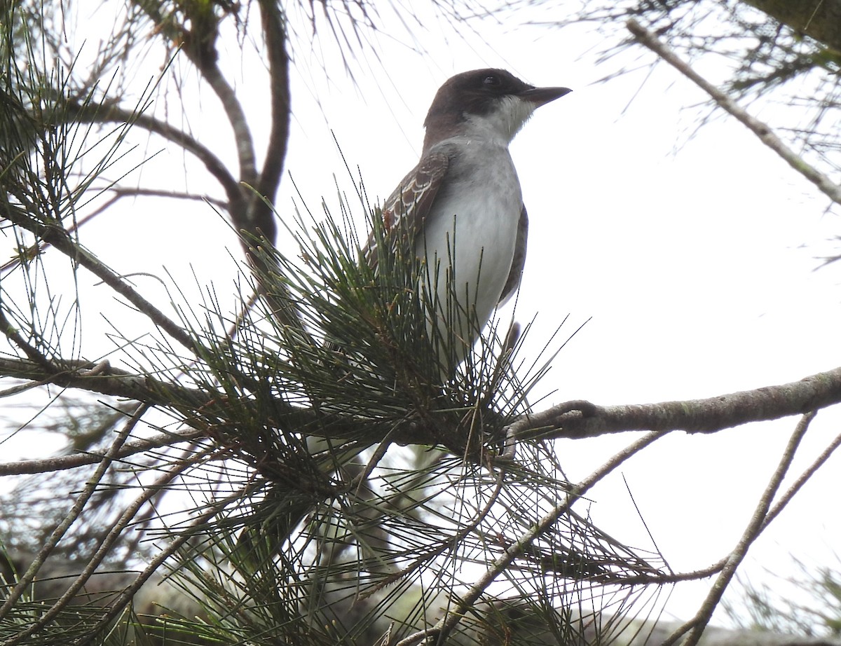 Eastern Kingbird - ML642349323