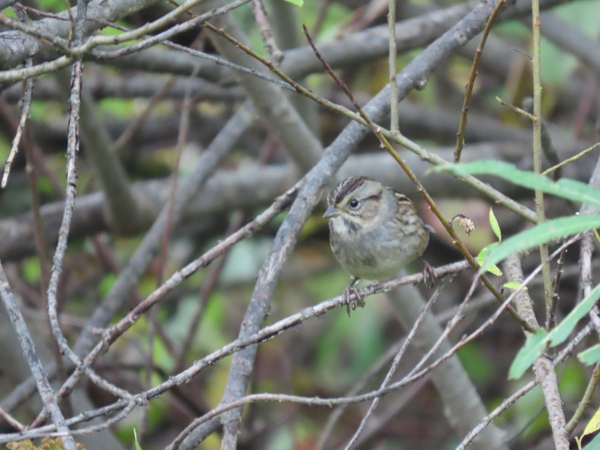 Swamp Sparrow - ML642349335