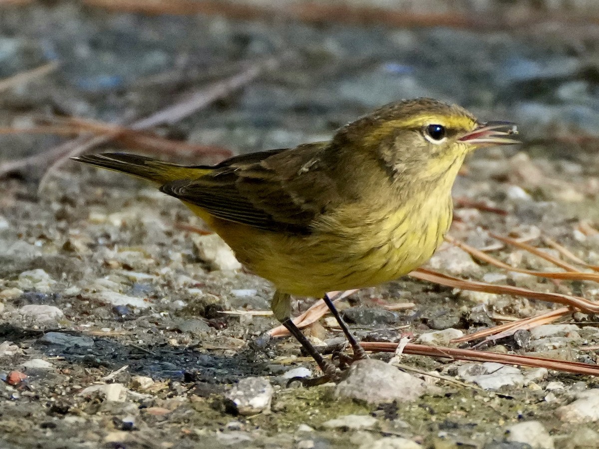 Palm Warbler - ML642349357